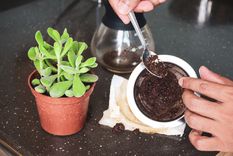 El café es uno de los ingredientes indispensables para realizar este abono casero Foto: Shutterstock