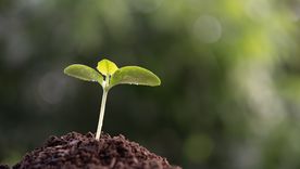 Las señales que dan las plantas. Fuente: Shutterstock. Las señales que dan las plantas. Fuente: Shutterstock.