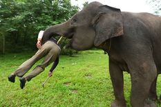 Ataque de un elefante a una persona. Foto: Youtube.