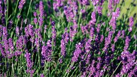 Algunos trucos para llenar la lavanda de flores. Algunos trucos para llenar la lavanda de flores.