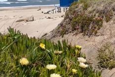 La playa es muy extensa y silenciosa Foto: captura de video IG Mar de Cobo