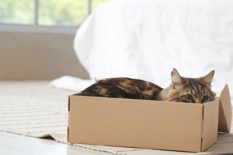 La preferencia por las cajas es uno de los comportamientos más comunes en gatos. Foto: Shutterstock La preferencia por las cajas es uno de los comportamientos más comunes en gatos. Foto: Shutterstock