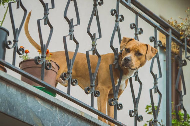 Perro