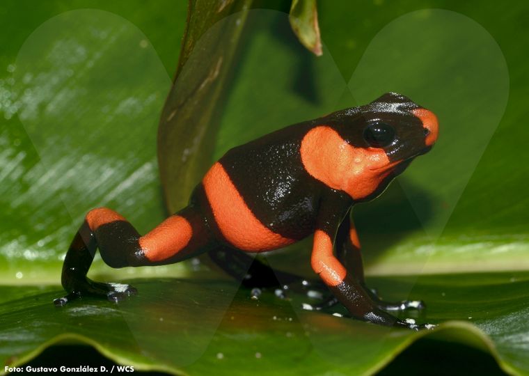 La pequeña rana y sus llamativos colores, indicio de que es muy venenosa Foto: Wildlife Conservation Society