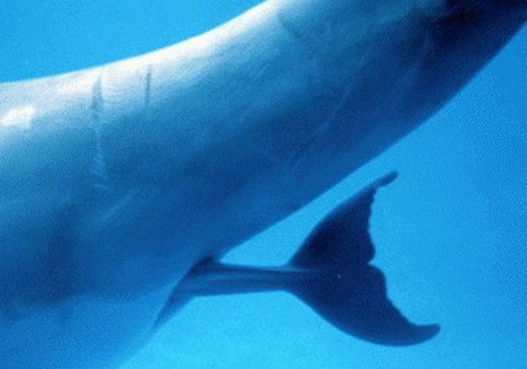 Uno de los espectáculos más gratos que puede ofrecer la naturaleza.