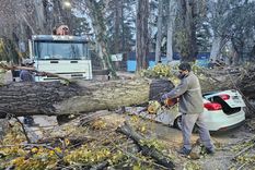 Tras tres años en ejecución, y un fuerte viento Zonda que hizo desplomar a casi 600 árboles, Ambiente dará a conocer el censo de arbolado público. Foto: Luján de Cuyo