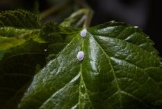 Las plantas volverán a estar saludables. Foto: Fuente: Shutterstock