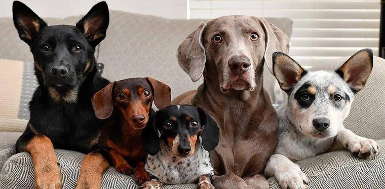 El lenguaje corporal de los perros permite entender mejor sus emociones. Foto: Archivo El lenguaje corporal de los perros permite entender mejor sus emociones. Foto: Archivo