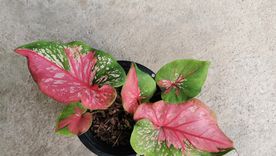 La planta tropical de un toque único al balcón.&nbsp;