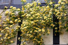 La planta que causa furor por su belleza, historia y aroma. Foto: SHUTTERSTOCK