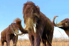 mamuts Así eran los mamuts y podrían ser clonados. Foto: Efe.