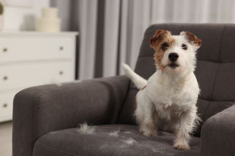 Una bienvenida exagerada puede ser una señal de ansiedad por separación en algunos perros. Una bienvenida exagerada puede ser una señal de ansiedad por separación en algunos perros.