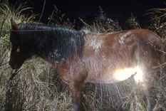 El animal recuperado en Maipú.&nbsp;