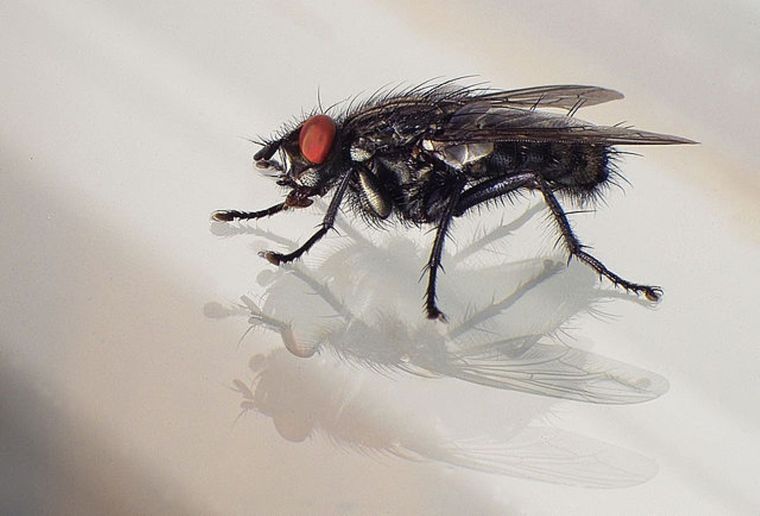 Elimina las moscas de tu hogar con estos insecticidas caseros Foto: Shutterstock