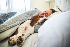 MASCOTAS MUCHAS PERSONAS DISFRUTAN DE DORMIR CON SUS MASCOTAS. Foto: SHUTERSTOCK