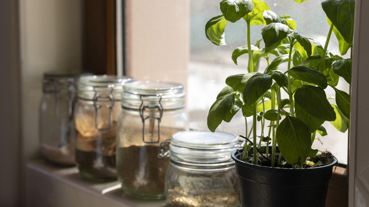Las tres plantas aromáticas para la cocina que tienen más de un uso en casa