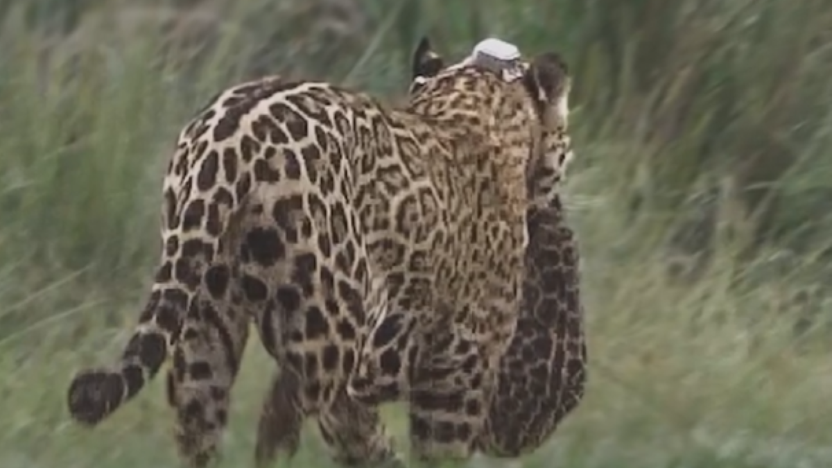 Se recupera el norte argentino: Corrientes alcanzó 50 yaguaretés liberados y el guanaco volvió al Chaco tras un siglo