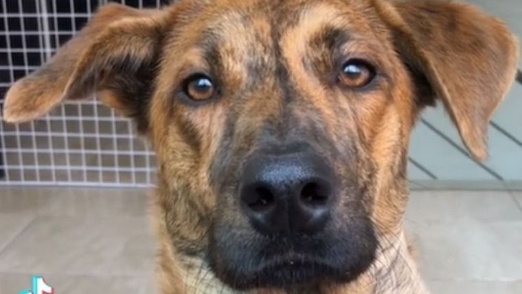 TikTok, perro, video viral TikTok @mendezgpe Foto: TikTok @mendezgpe