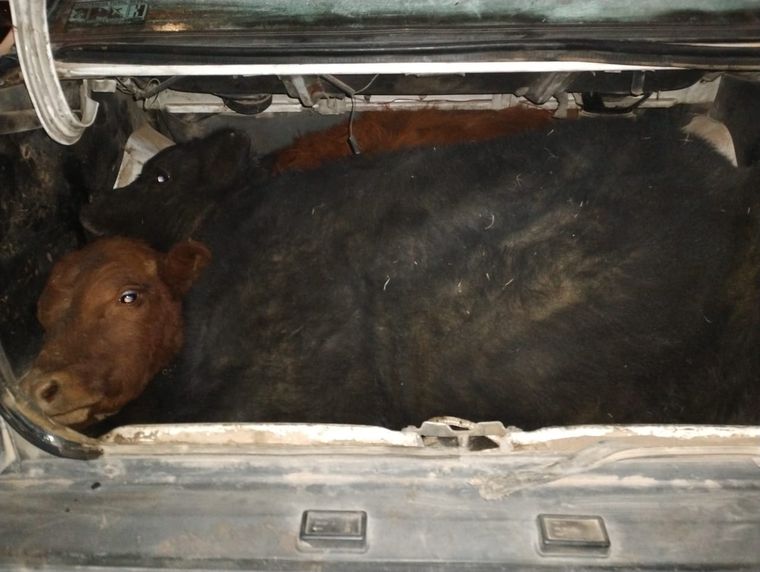 Los animales iban maniatados en el baúl de un auto