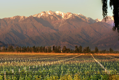 este uno de los vinedos pioneros del malbec en la argentina