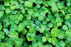 Antes de decidir si eliminas los tréboles de tu jardín, descubre sus beneficios. Foto: Freepick