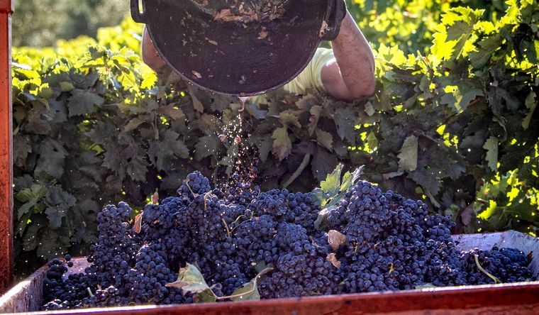 La producción de vino podría afectarse seriamente en el hemisferio norte, según el estudio. Foto: Efe.