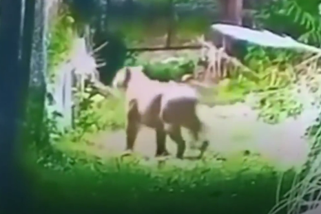 alerta por puma suelto en escobar: una camara de seguridad lo capto en las afueras de un country alerta por puma suelto en escobar: una camara de seguridad lo capto en las afueras de un country