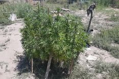 guaymallen: desbaratan un jardin loco en el barrio eucalipto ii