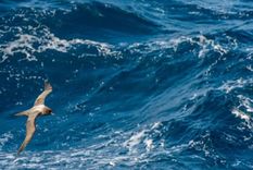 El 8 de junio se celebra el Día Mundial de los Océanos. Foto: GETTY IMAGES