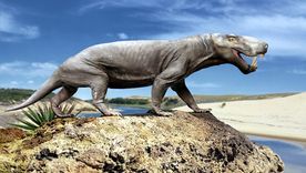 Los gorgonópsidos, como Inostrancevia, sucumbieron en la mayor extinción terminal que se supone experimentó la vida en la Tierra, la del final del Pérmico. Foto: Wikipedia.