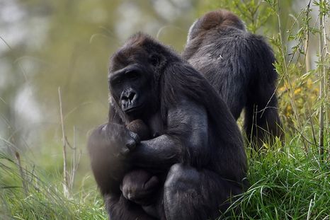 Video: Filman a gorilas por primera vez cantando mientras comen