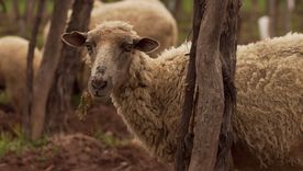 Ovejas y vino: la bodega de Tupungato que apuesta por la biodiversidad Ovejas y vino: la bodega de Tupungato que apuesta por la biodiversidad