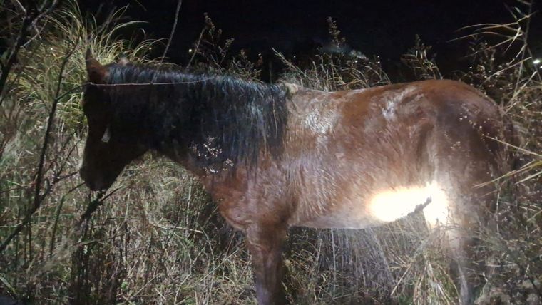 El animal recuperado en Maipú.&nbsp;