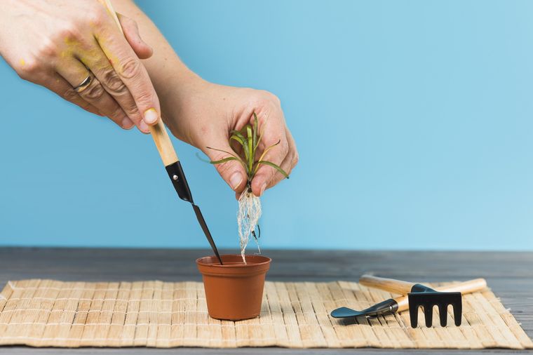 Contar con un buen sustrato al momento de trasplantar es la clave del éxito. Foto: Archivo Contar con un buen sustrato al momento de trasplantar es la clave del éxito. Foto: Archivo