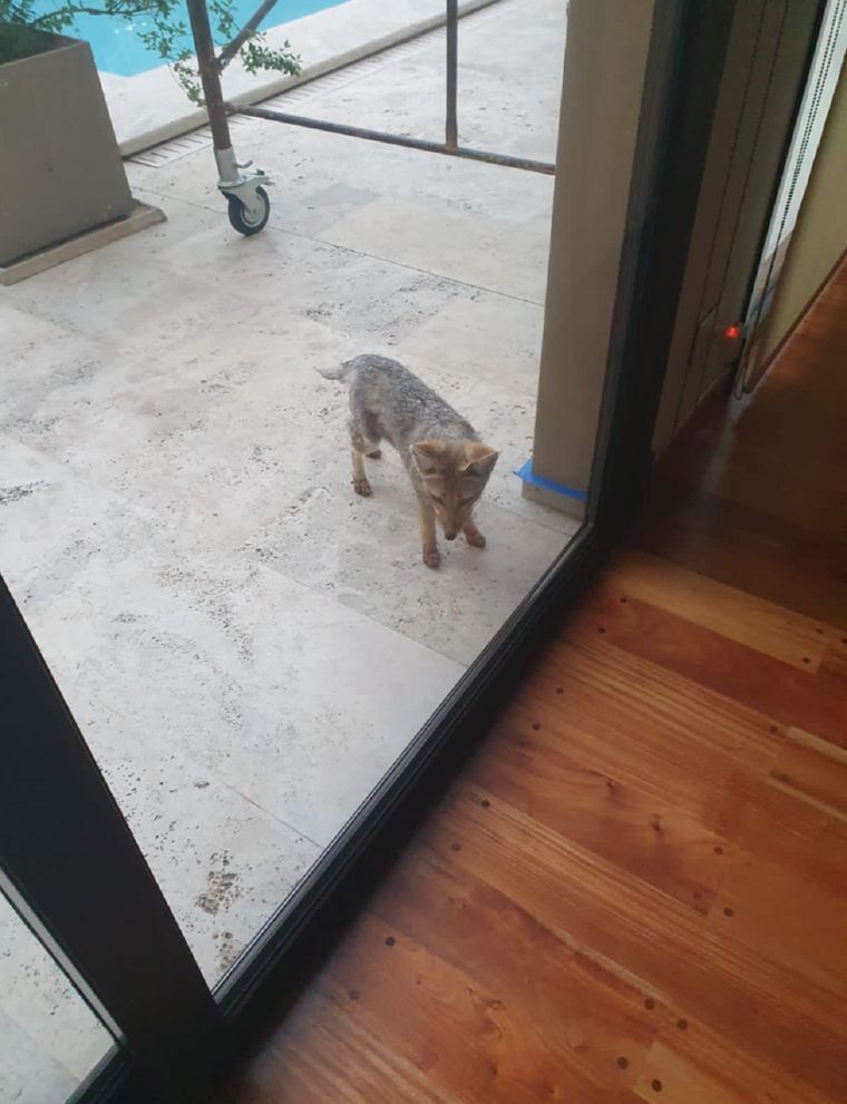 Un zorro en Palmares. Foto: Gentileza