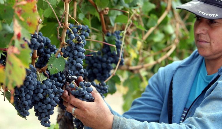 La época de Vendimia es ideal para incorporar la uva a la dieta. Foto: EFE