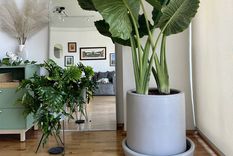 Plantas todoterreno.