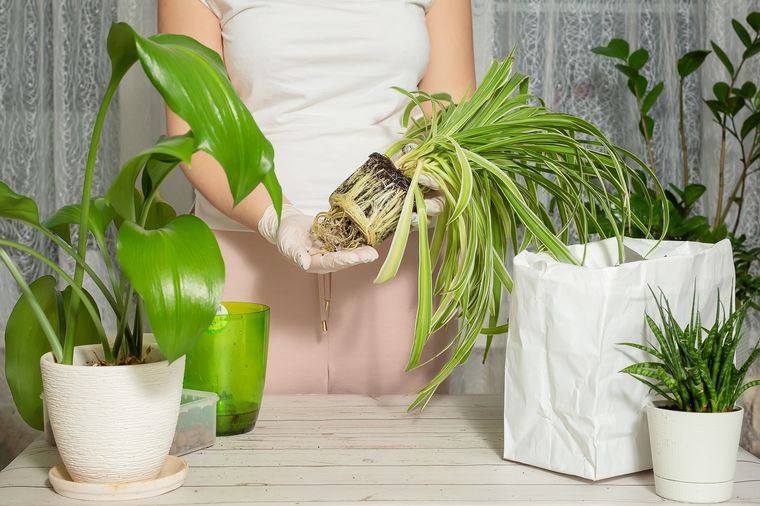 JARDÍN EL PROCESO DE TRASPLANTE CONSISTE EN COLOCAR LA PLANTA EN UNA UBICACIÓN DIFERENTE A LA ANTERIOR Foto: SHUTTERSTOCK