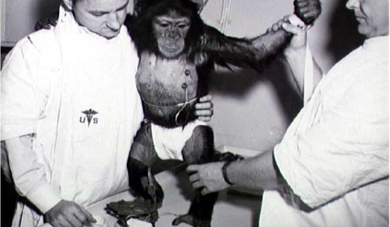 Enos, el chimpancé que fue enviado a orbitar la Tierra. Foto: Nasa.