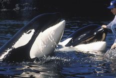 Liberen a Willy es una de las películas con animales más populares de Hollywood Liberen a Willy es una de las películas con animales más populares de Hollywood