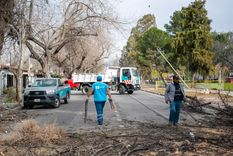 Se reportaron árboles y ramas caídas