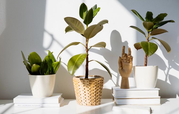 Plantas que crecen en sombra.