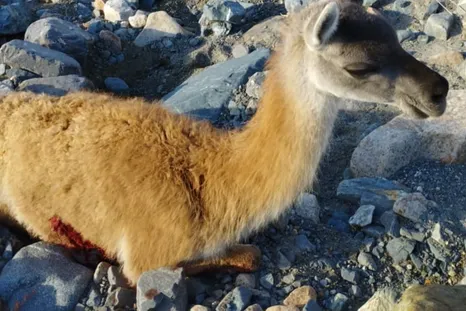 El guanaco agonizó durante horas en el cauce de un río. El guanaco agonizó durante horas en el cauce de un río.