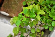 Jardín Plectranthus verticillatus Foto: Shutterstock