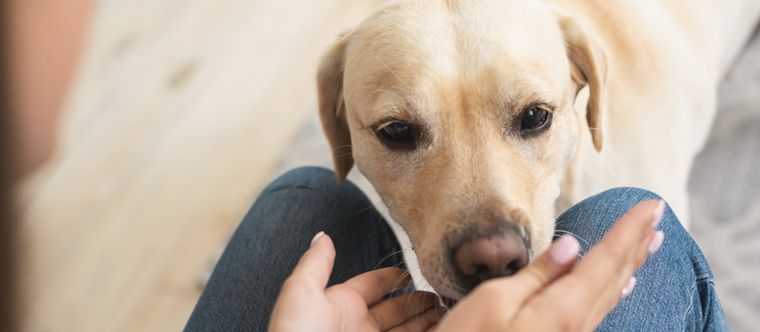 Los perros tienen un sentido del olfato superior a todos los humanos Foto: Shutterstock