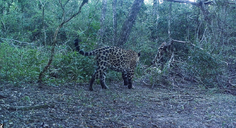 Un yaguareté fue captado en las cámaras trampas del Parque Nacional Foto: Parques Nacionales