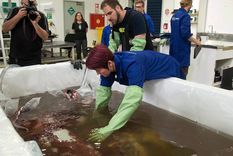 hicieron la autopsia al calamar gigante hallado en 2013