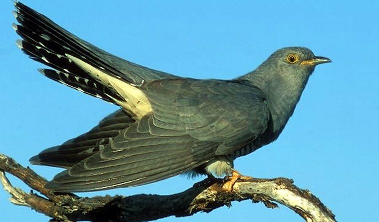 Hay aves, como el pirincho o cuco, que son parásitas y desatan alarmas en los nidos. Foto Efe