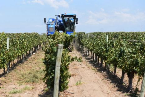 Los productores agrícolas están planificando estrategias y buscando alternativas de inversión. Foto: MDZ