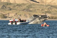 El avistaje de ballenas en Madryn es uno de los imperdibles en julio Foto: Turismo Puerto Madryn